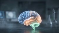 Glowing translucent brain with blue and golden light on dark laboratory surface, representing neuroscience, artificial intelligence, and medical research concepts.