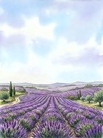 Lavender field landscape with rolling hills, cypress trees, and purple flowering rows under soft sky, suitable for travel, agriculture, and nature-themed designs.