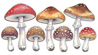 Collection of colorful mushrooms with spotted caps in watercolor style isolated on white background for nature designs and botanical illustrations.