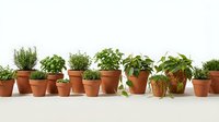 Collection of fresh green herbs growing in terracotta pots, isolated on white background, ready for design use in gardening and cooking projects.