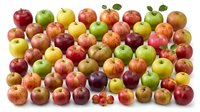 Fresh colorful apples collection with red green yellow varieties isolated on white background for healthy eating organic food design projects.