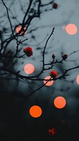 Red rose buds on dark branches against blurred orange bokeh lights creating mysterious and romantic evening atmosphere. Moody nature photography.