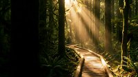 Wooden boardwalk pathway winds through dense forest with golden sunlight streaming through tall trees, creating atmospheric rays of light filtering through canopy foliage.