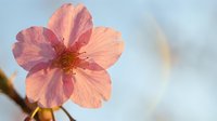 Pink cherry blossom flower blooming on branch against soft blue sky background. Spring sakura petals with delicate texture for nature and seasonal designs.