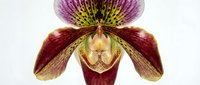 Orchid flower with deep burgundy and yellow petals isolated on white background, suitable for botanical illustrations, floral design projects, and nature-themed artwork.