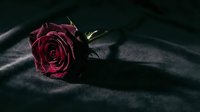 Dark red rose on black silk fabric creating dramatic shadows and elegant romantic atmosphere for luxury design projects.