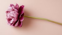 Single pink dahlia flower with layered petals on long green stem against soft pink background for floral design and decoration projects.