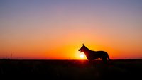 Dog silhouette standing on hill against vibrant orange sunset sky. Peaceful canine profile at golden hour for nature and pet themed designs.