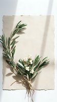 Olive branch bouquet with white flowers tied with twine on handmade paper, natural botanical arrangement for wedding invitations and organic branding.