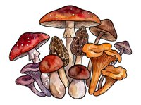 Isolated illustration of various mushroom species including red toadstools, chanterelles, and purple fungi arranged in a botanical composition on transparent background for design use.
