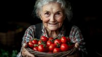 Cheerful senior woman in plaid shirt holding fresh harvested tomatoes, genuine smile and silver hair, authentic lifestyle portrait in natural light.