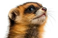 Close-up portrait of curious meerkat face showing detailed fur texture and distinctive features against white background, isolated wildlife photography for nature projects.
