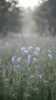 Delicate purple wildflowers blooming in soft morning light with dreamy bokeh background creating peaceful natural meadow scene for wellness and mindfulness content.