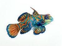Colorful mandarin fish with blue and orange striped patterns, isolated on white background. Suitable for marine design, aquarium decor, educational materials, and tropical artwork projects.