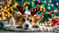 Adorable corgi dog wearing festive reindeer antlers, lying on cozy blanket with Christmas lights and decorations creating magical bokeh background.