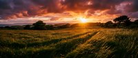 Dramatic sunset over golden grassland with scattered trees and vibrant orange sky, suitable for nature backgrounds and landscape design projects.