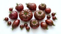 Dark red heirloom tomatoes with green stems arranged on white background, isolated produce for culinary, recipe, and food styling design projects.