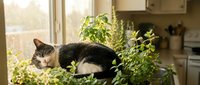 Domestic cat sleeping peacefully among fresh green herbs on sunny kitchen windowsill creating cozy home atmosphere for pet lifestyle content.