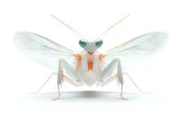 Translucent praying mantis with green eyes and delicate wings on white background, front view macro photography showing intricate insect anatomy and natural pose.
