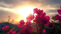Vibrant pink bougainvillea flowers silhouetted against golden sunset sky with dramatic clouds, creating romantic atmospheric scene for nature backgrounds.