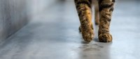 Tabby cat paws walking on smooth concrete floor with soft natural lighting creating peaceful domestic scene for pet care and animal wellness concepts.