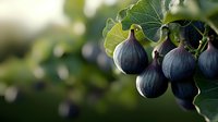 Fresh ripe purple figs growing on tree branch with green leaves in soft evening light. Natural organic fruit background for food photography and harvest concept.