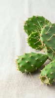 Green prickly pear cactus segments with sharp spines arranged on neutral linen fabric. Suitable for botanical, gardening, and wellness design projects.