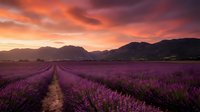 Lavender field rows stretching toward mountains under dramatic sunset sky with purple and orange clouds creating romantic agricultural landscape.