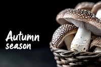 Fresh wild mushrooms in wicker basket on dark background with autumn season text for seasonal cooking and foraging concepts.