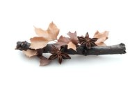 Rustic autumn composition with dried maple leaves, star anise pods and dark wooden branch on white background, isolated seasonal arrangement.