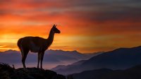 Llama silhouette standing on mountain ridge against dramatic orange sunset sky with layered mountain ranges in background for nature and wildlife photography.