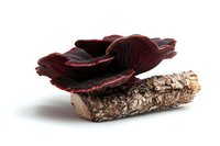 Fresh dark purple oyster mushroom growing on natural wood log, isolated on white background for culinary and botanical design projects.