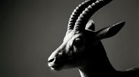 Majestic antelope portrait in dramatic black and white lighting showcasing curved spiral horns and elegant profile against gradient background.