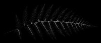Silhouette fern leaf isolated on transparent background, ready for t-shirt design, stickers, clipart, sublimation, and print on demand projects.