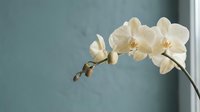 White orchid flowers blooming on curved stem against soft blue-gray background for spa wellness and home decor applications.