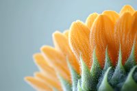 Orange gerbera daisy petals and green stem in extreme macro photography showing delicate texture details against soft gray background.