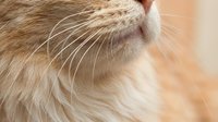 Close-up of a fluffy ginger cat's muzzle with long white whiskers, soft fur texture, and warm bokeh background, capturing feline grace.