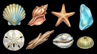 Watercolor beach collection with seashells, starfish, driftwood, sea urchin, and sea glass, isolated on transparent background. For clipart, stickers, t-shirt design, sublimation.