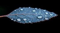 Macro shot of dark blue leaf with morning dew drops and water droplets against black background. Natural pattern showing hydrophobic surface effect in nature.