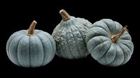 Three blue-gray heirloom pumpkins isolated on transparent background, ready for fall harvest designs, T-shirts, stickers, print on demand, and sublimation projects.