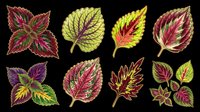 Colorful coleus leaves set isolated on transparent background, ready for stickers, t-shirt design, print on demand, sublimation, and clipart projects.