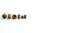 Assorted acorns and oak nuts isolated on white background, ready for design, educational materials, autumn crafts, and nature-themed projects.