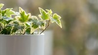 Young pothos plant with variegated green and white leaves in white ceramic pot against blurred natural background, suitable for home decor and gardening content.