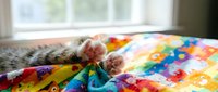 Young tabby kitten with pink nose and paws resting on colorful rainbow blanket near bright window, suitable for pet care, animal wellness, and lifestyle content.