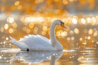 White swan floating on water with golden bokeh lights reflecting on surface, suitable for nature, wildlife, and serene background designs.