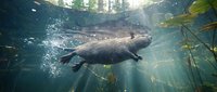 Beaver swimming underwater in natural pond habitat with sunlight rays and aquatic vegetation creating peaceful wildlife scene for nature conservation content.