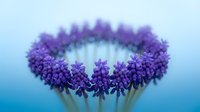 Purple flower crown with delicate petals arranged in circular pattern on soft blue background for botanical and nature photography projects.