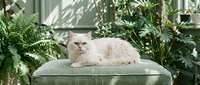 Fluffy white Persian cat resting on a green ottoman surrounded by lush indoor plants in a sunlit botanical interior.