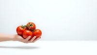 Fresh red tomatoes on vine held in cupped hands against clean white background. Organic produce concept for healthy eating and cooking ingredients.