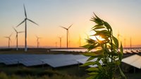Wind turbines and solar panels at sunset with green plant in foreground showcasing renewable energy technology and sustainable power generation.